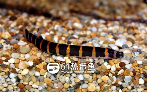 蛇仔魚壽命|苦力鳅/蛇仔鱼（Pangio semicinctus）介绍及饲养方法。